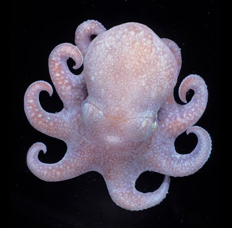 Megaleledone setebos, осьминог, новости