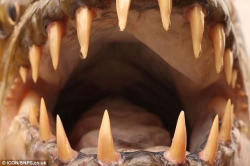 Рыболов Джереми Уэйд в Африке выловил гигантскую пиранью. Новости.