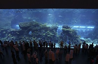 аквариум, вода, отдых, летний отдых, море.